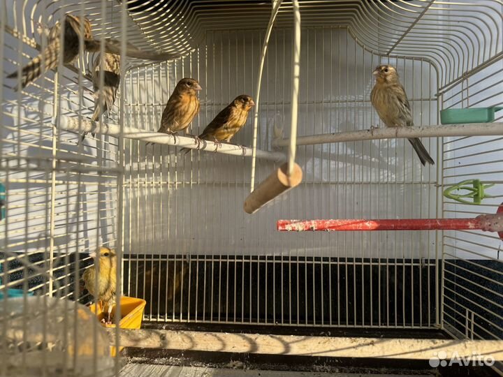 Кенара и канарейки