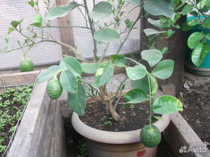 Продам плодоносящий лимон