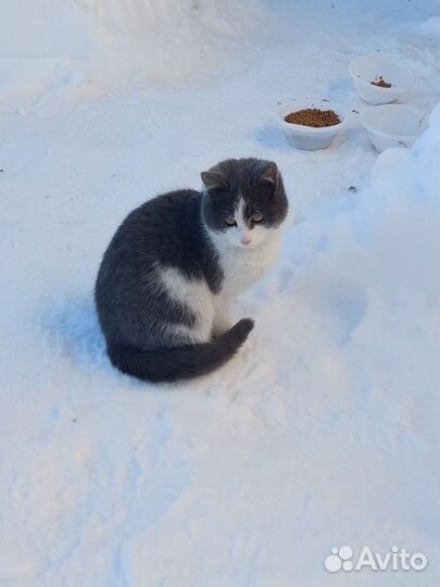 Котята супер