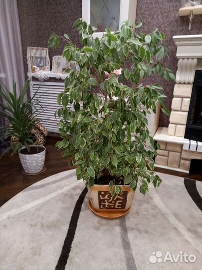 Фикус бенджамина