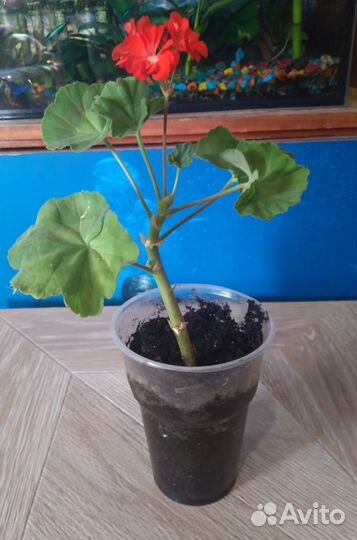 Пеларгония красная