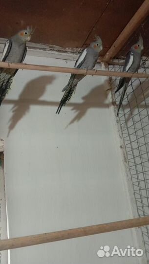 Попугай карелла