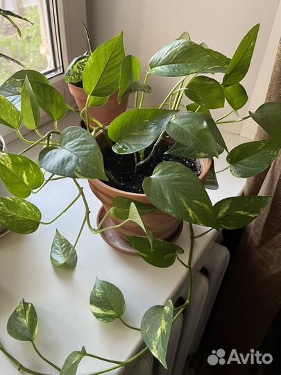 Эпипремнум золотистый