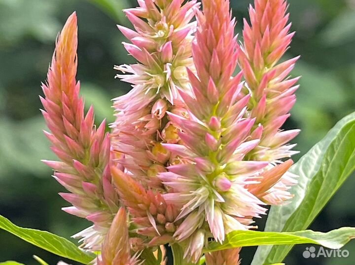 Целозия колосковая семена