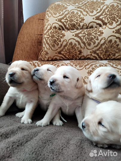 Щенки лабрадора