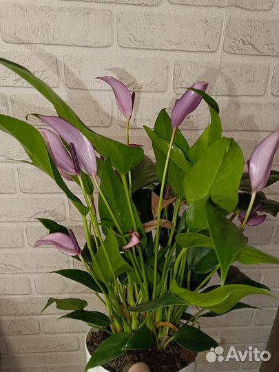 Антуриум Зизу