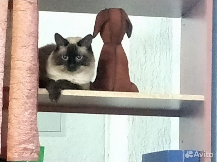 Передержка, зоогостиница для кошек и котов