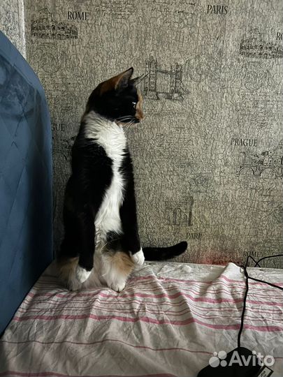 Отдам в добрые руки кошки