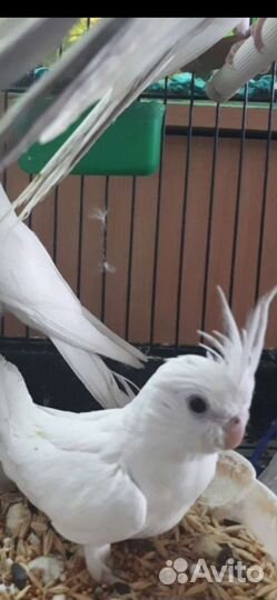 Попугай корелла,волнистый