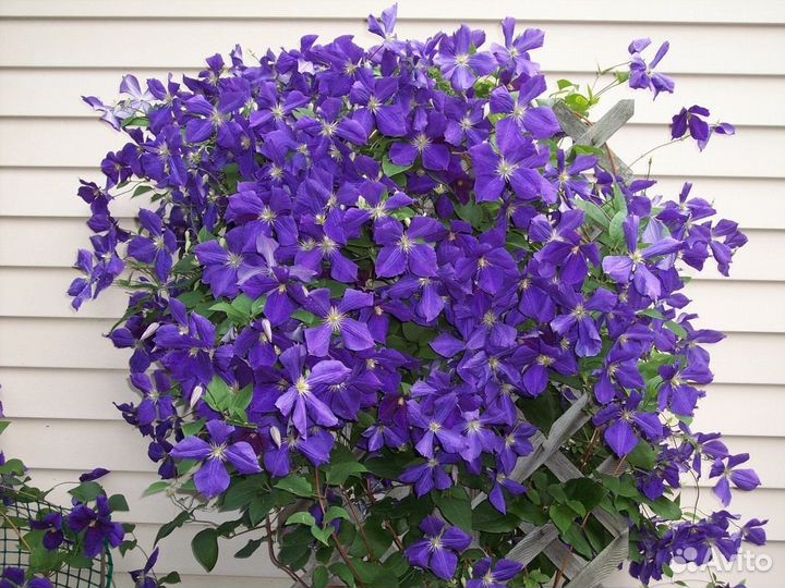 Клематисы (часть 2)