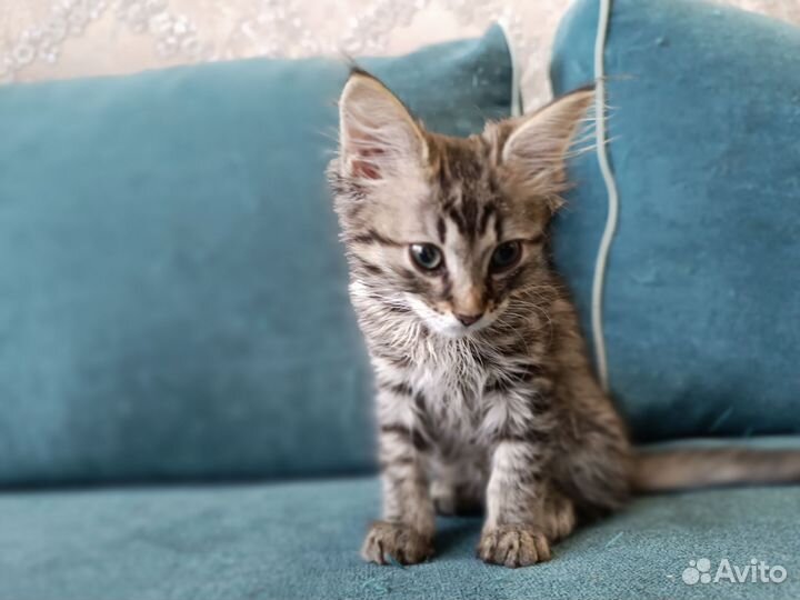 Кошки в добрые руки бесплатно