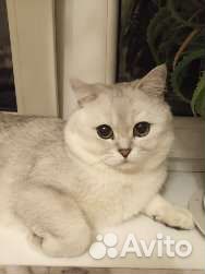 Шотландский кот вязка
