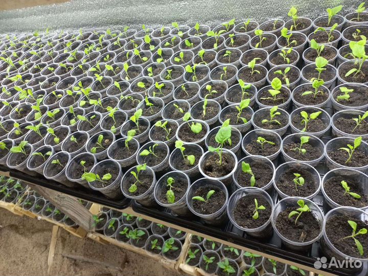 Рассада томатов перцев огурцов