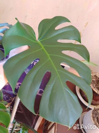 Монстера листами и отростками