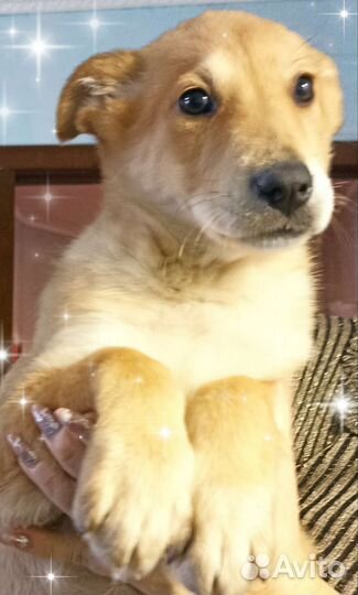 Собака, рыжее счастье