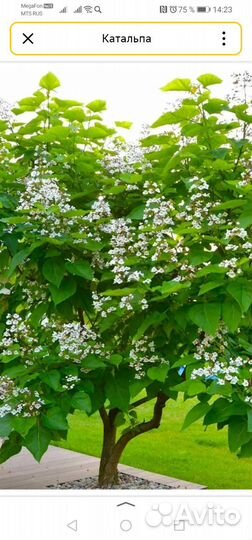 Саженцы катальпы