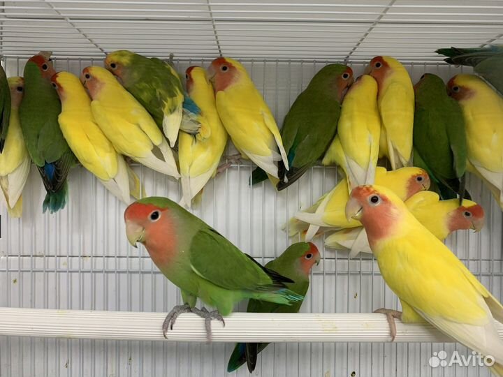 Попугай неразлучники