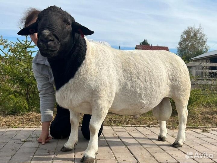 Овцы бараны ягнята