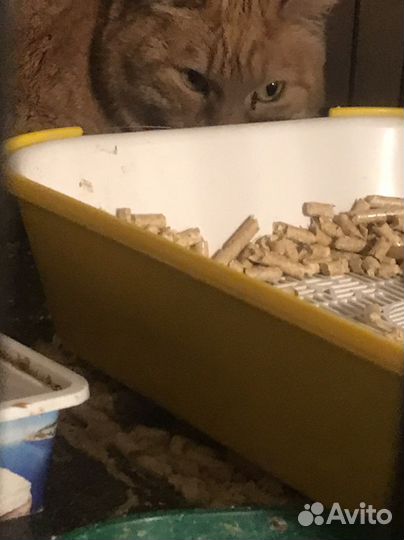 Кошка в добрые руки