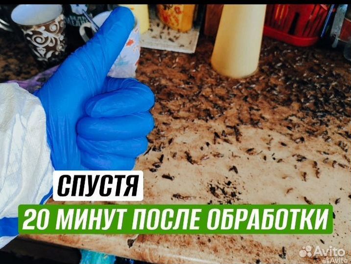 Дезинсекция