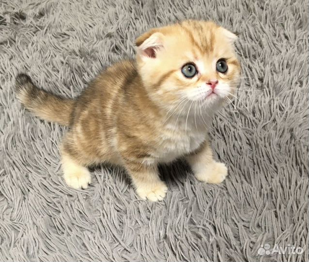 Шотландские вислоухие котята