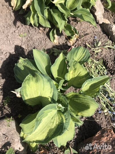 Многолетние растения : Хоста, четыре сорта