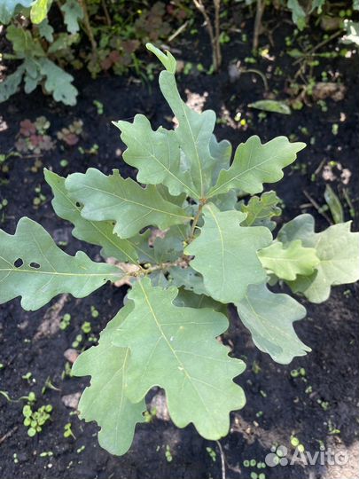 Саженцы дуб