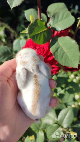 Декоративные карликовые кролики