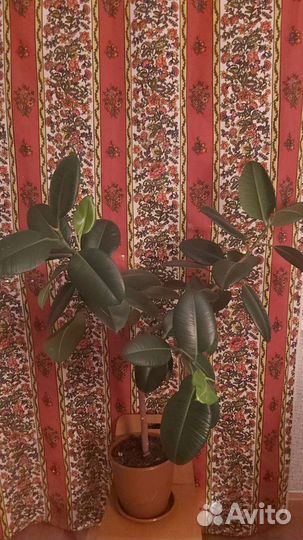 Цветы комнатные