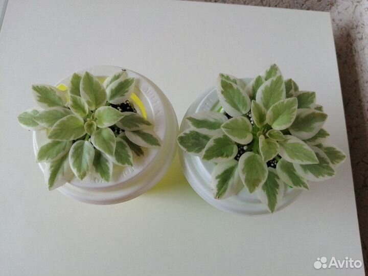 Мини фиалка химера Rob's Lucky Number