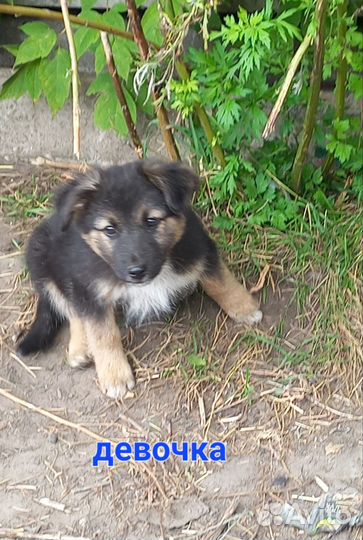 Собака в добрые руки отдам бесплатно