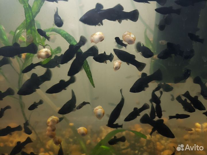 Акара бирюз,моллинезия, гуппи, хромис красавчик