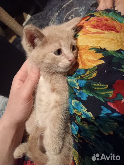 Кошка в дар