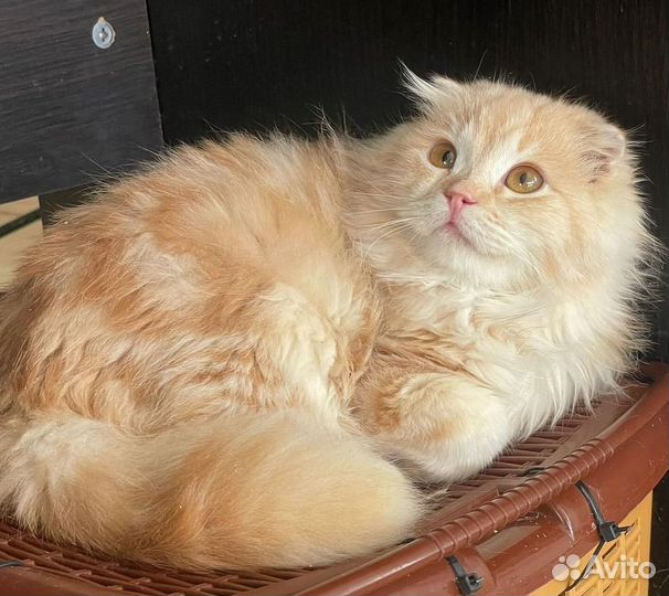 Шотландский вислохий