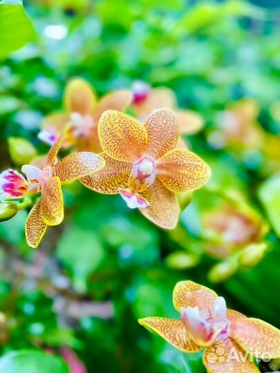 Орхидея Фаленопсис Premium Сорт