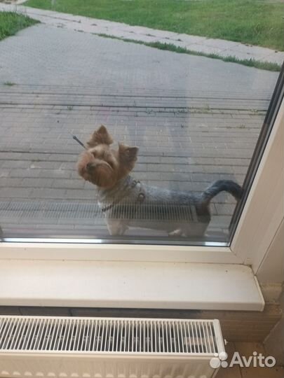 Продажа щенков