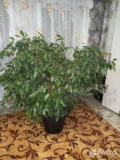 Фикус бенджамина большой
