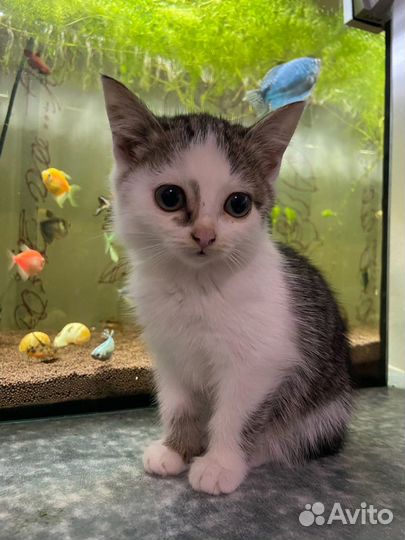 Отдам котят