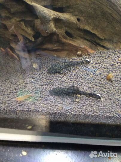 Донные рыбки,сомы 181,393,016