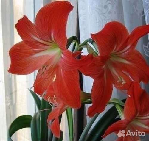 Гиппиаструм (комнатная лилия) луковицы