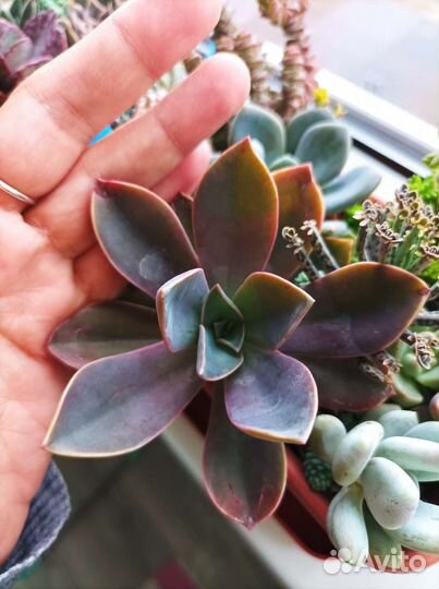 Суккуленты ч.2