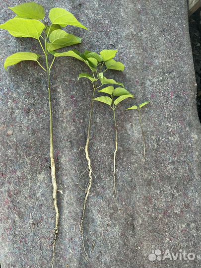 Сеянец катальпы