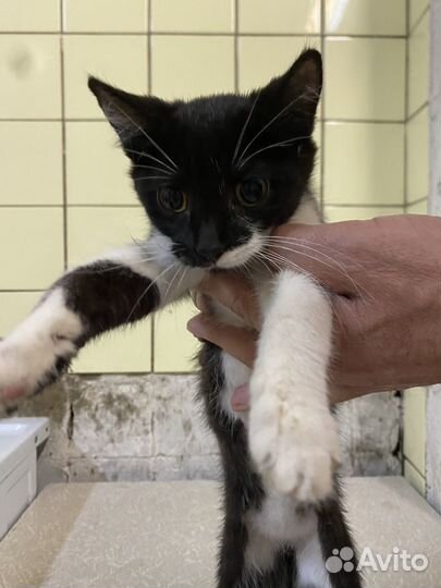 Котята девочки в добрые руки