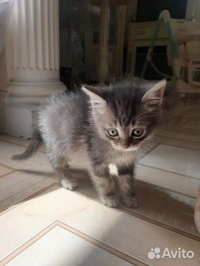 Дымчатый котёнок в дар