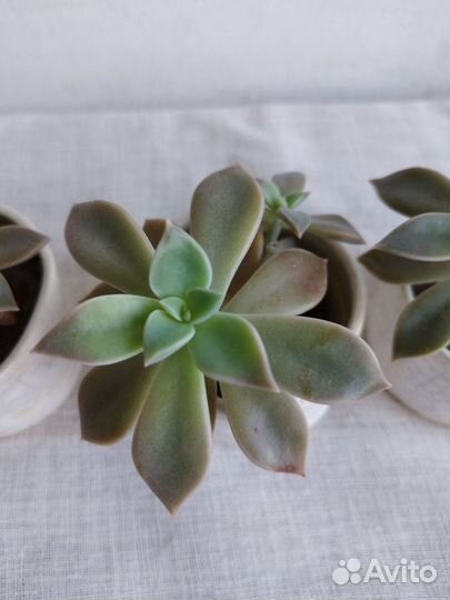 Суккуленты