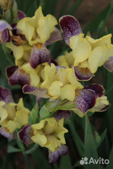 Ирисы бородатые высокорослые