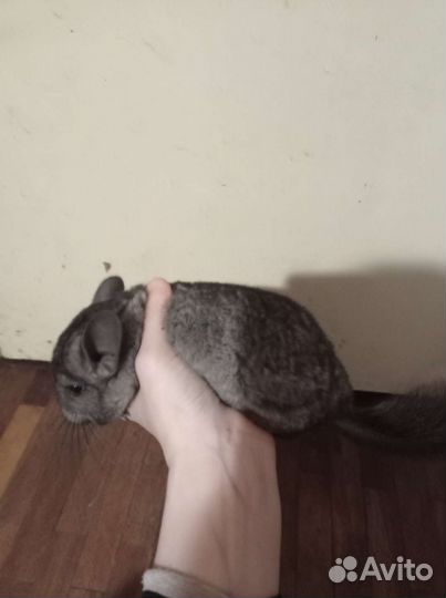 Шиншилла наситель ангоры и фиолета