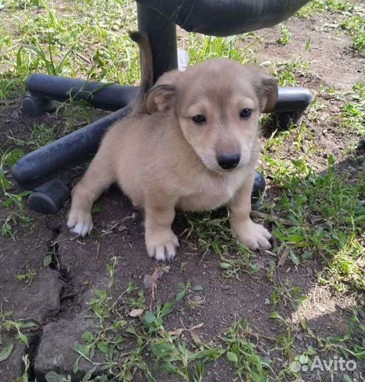 Щенки в добрые руки