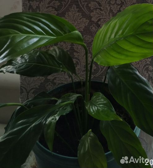 Фикус бенджамина