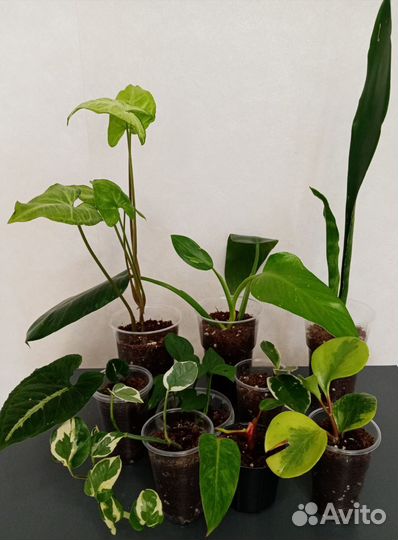 Комнатные растения набором